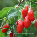 Bio Goji Beeren mit Null Pestizid / wenig Zucker Chinesische Wolfsbeere in Ningxia